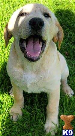 club4paws Picture 2